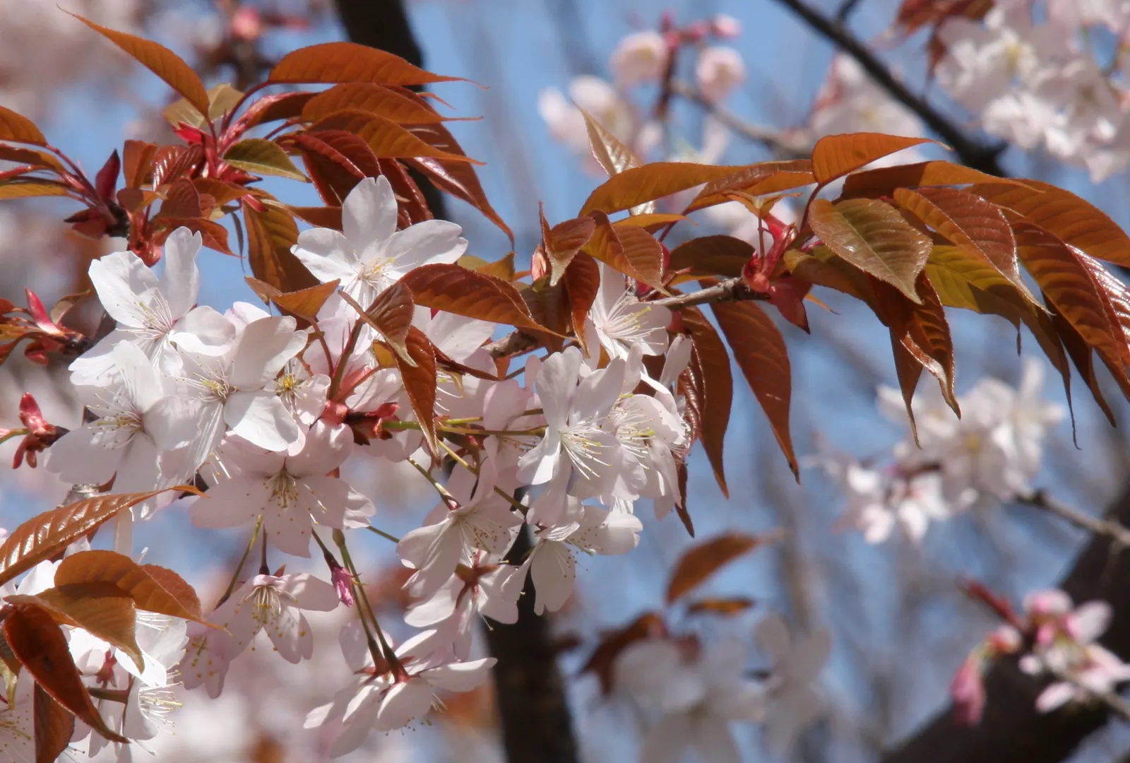 Sargent Cherry (Prunus Sargentii 'Columnaris') — tree with pink blooms; as the leaves turn vibrant shades of red and orange in the fall