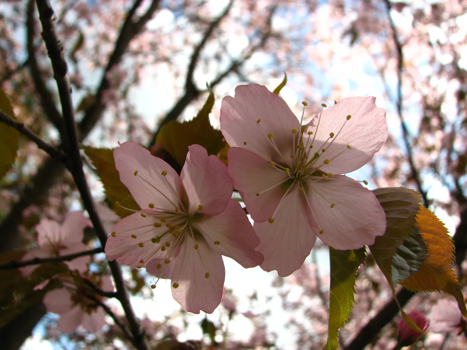 Sargent Cherry (Prunus Sargentii 'Columnaris') — pink flowers in the garden