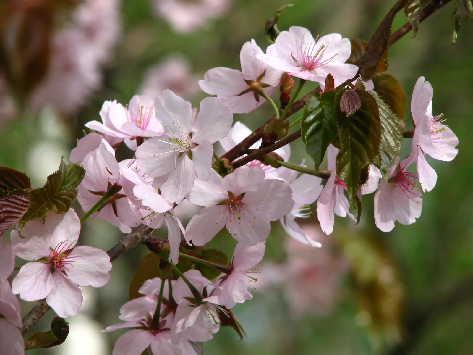 Sargent Cherry (Prunus Sargentii 'Columnaris') — pink blossoms that envelop the branches in early to mid-spring before the emergence of foliage; reddish-brown