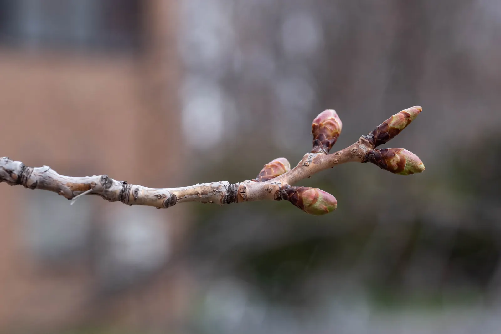 Sargent Cherry (Prunus Sargentii 'Columnaris') — Annual pruning to maintain shape and remove any dead or crossing branches will help preserve its columnar form