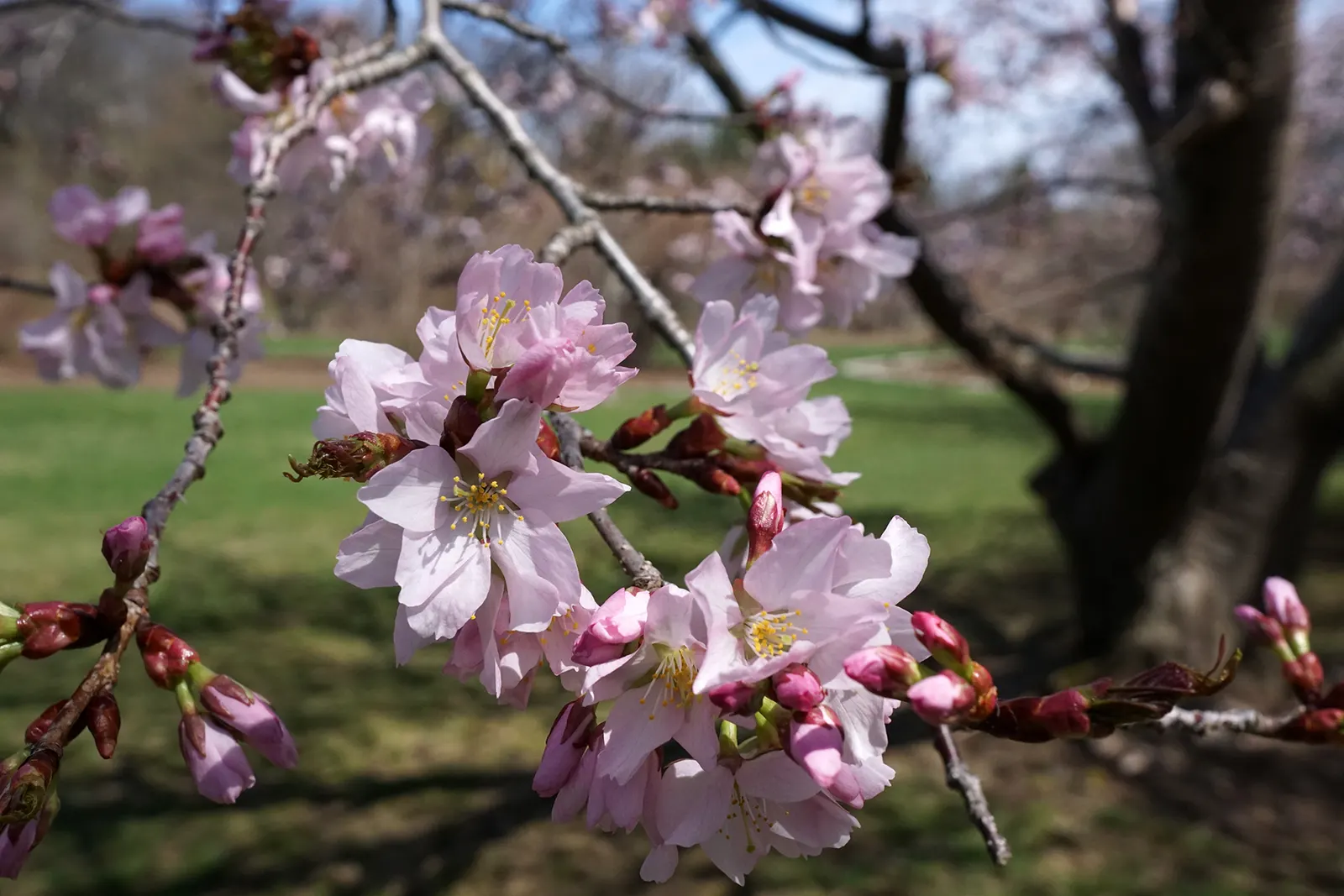 Sargent Cherry (Prunus Sargentii 'Columnaris') — reddish-brown bark provides exquisite winter appeal with notable texture.<br><br>Well-suited for Zones 4 to 7