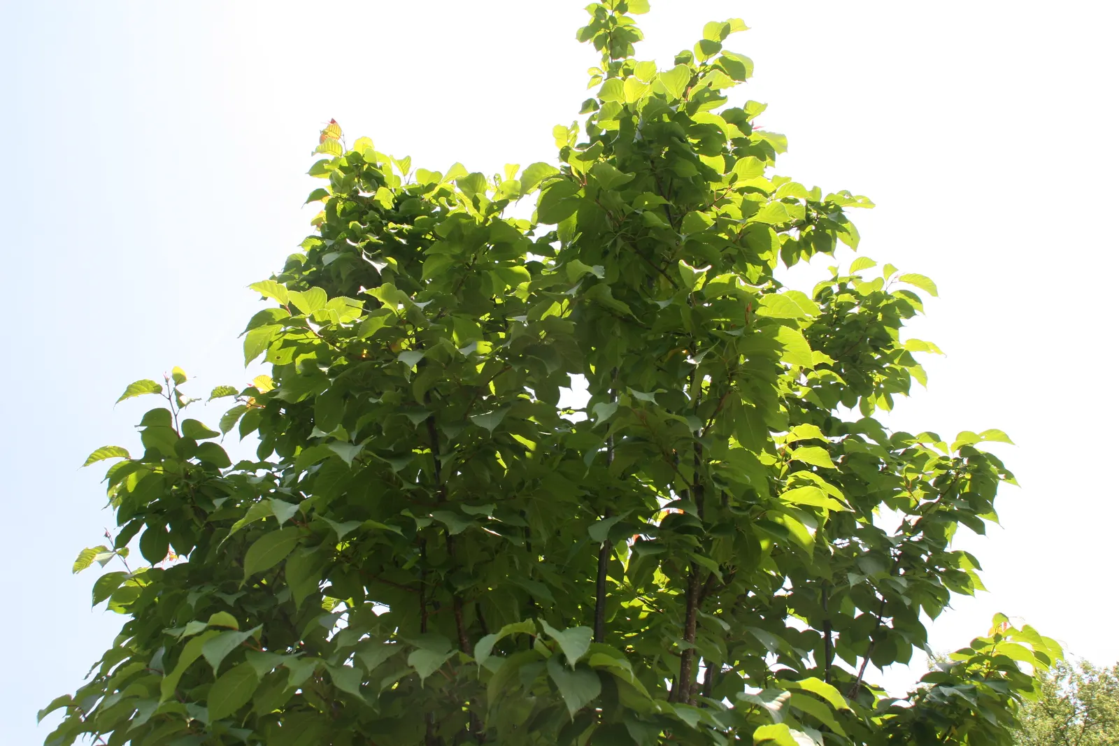 Sargent Cherry (Prunus Sargentii 'Columnaris') — thriving in zones 4-7 with full sun and well-drained soil