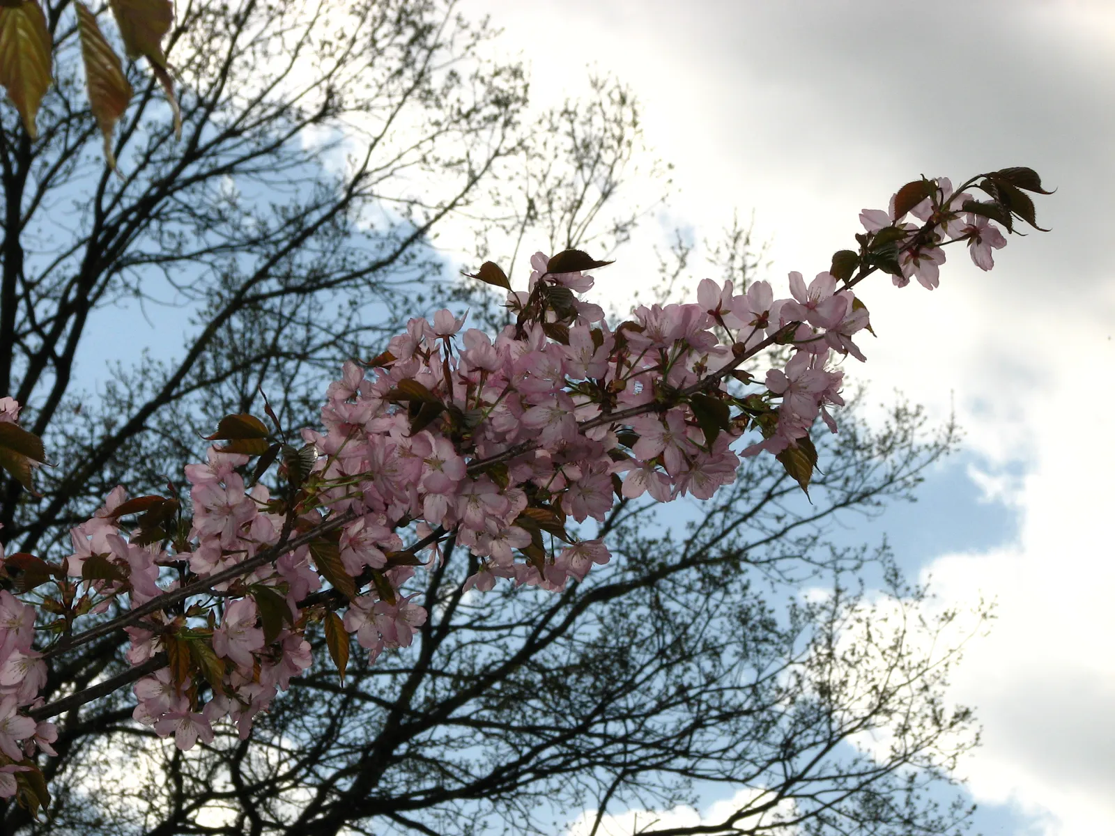 Sargent Cherry (Prunus Sargentii 'Columnaris') — Regular watering will ensure optimal growth; thriving in zones 4-7 with full sun and well-drained soil