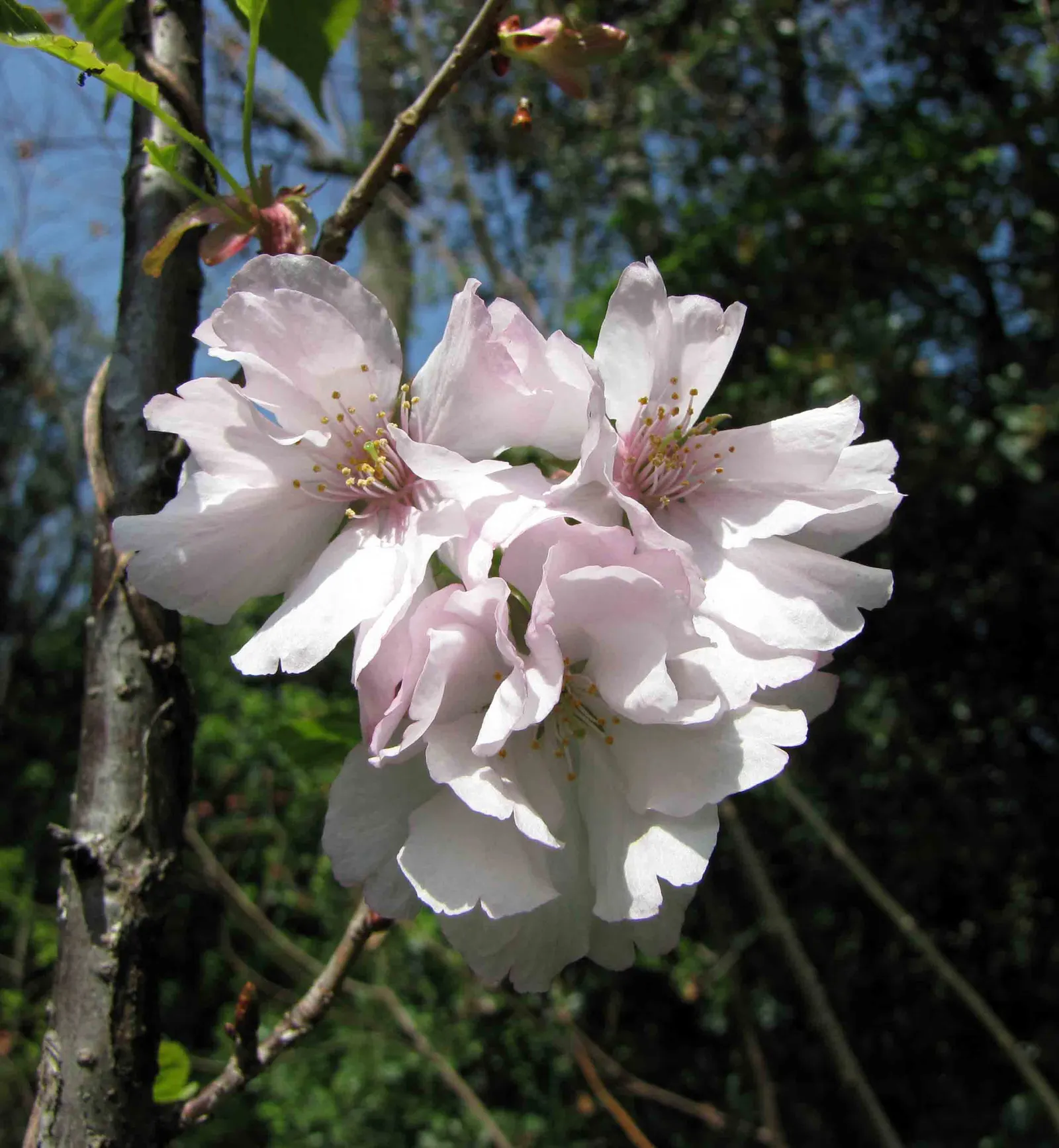 Sargent Cherry (Prunus Sargentii 'Columnaris') — maturing to a lustrous dark green in the summer months