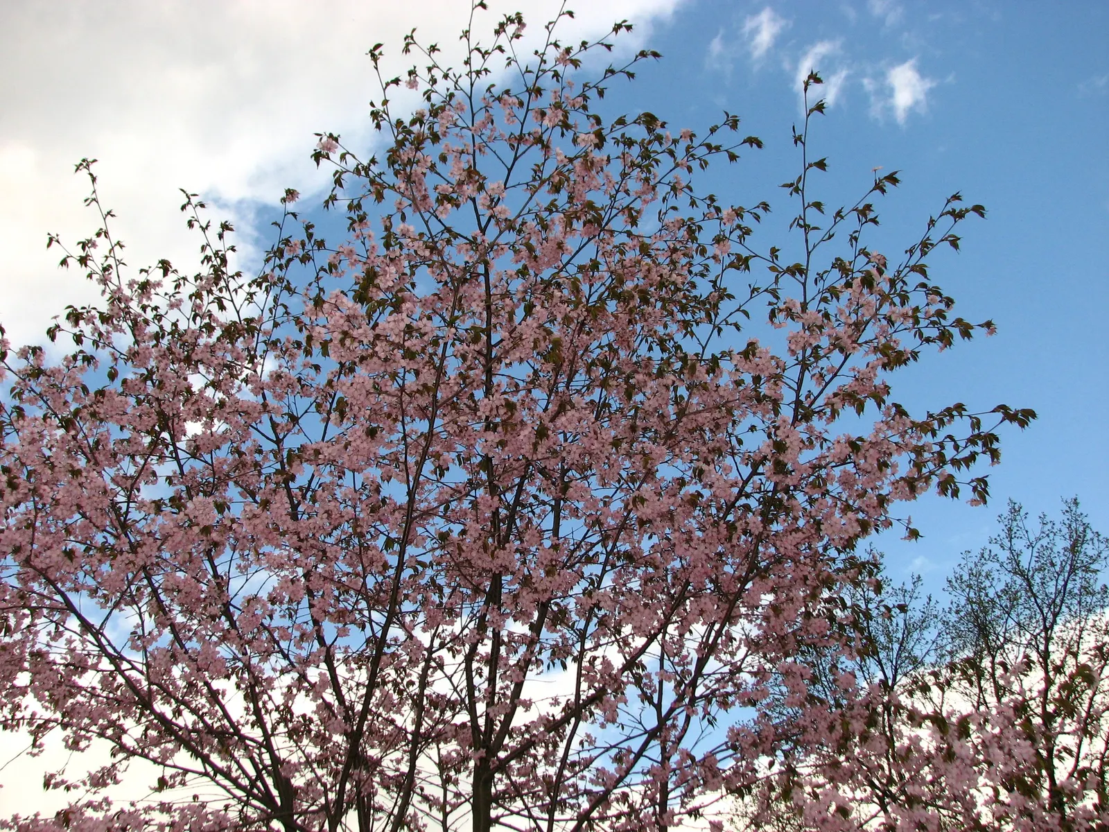 Sargent Cherry (Prunus Sargentii 'Columnaris') — enhancing the aesthetic of your client's garden year-round; upright deciduous tree standing 40 ft tall with a