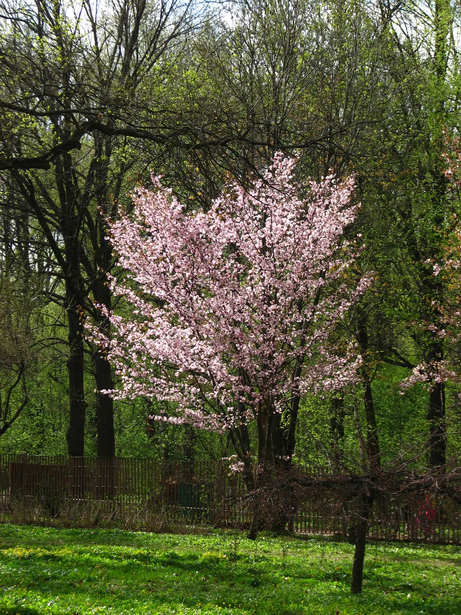 Sargent Cherry (Prunus Sargentii 'Columnaris') — although this species is known for its moderate drought tolerance once established