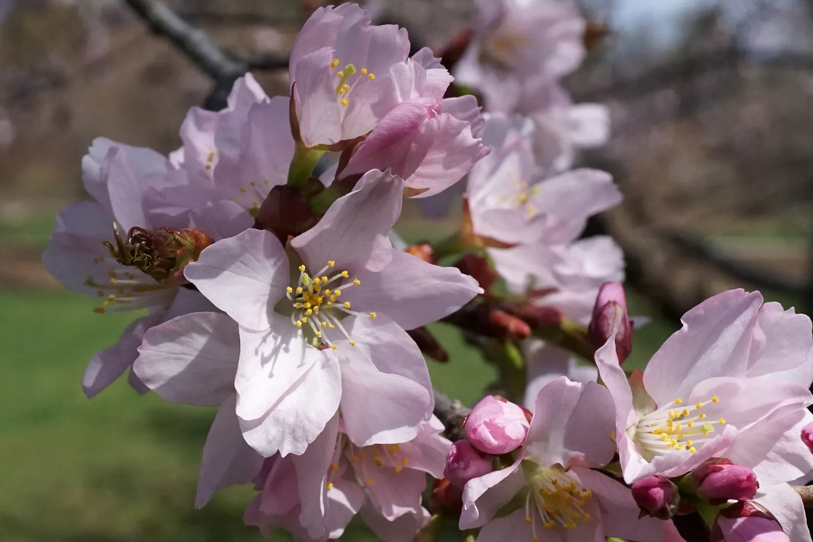 Sargent Cherry (Prunus Sargentii 'Columnaris') — the Sargent Cherry thrives in full sun and adapts to a variety of well-drained soils