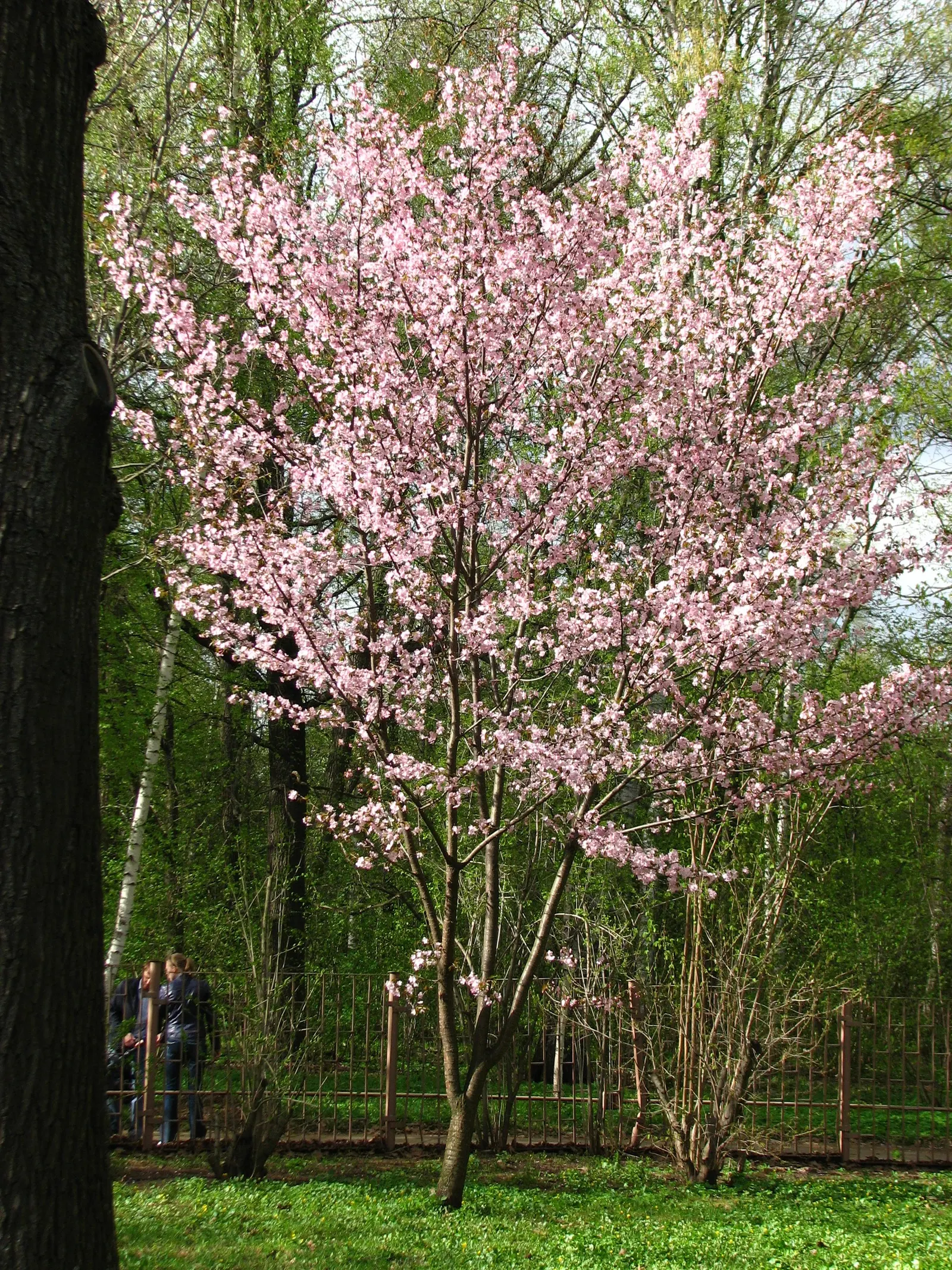 Sargent Cherry (Prunus Sargentii 'Columnaris') — pink flowers in the garden; maturing to an impressive height of 20 to 30 feet with a narrower spread of 15 to