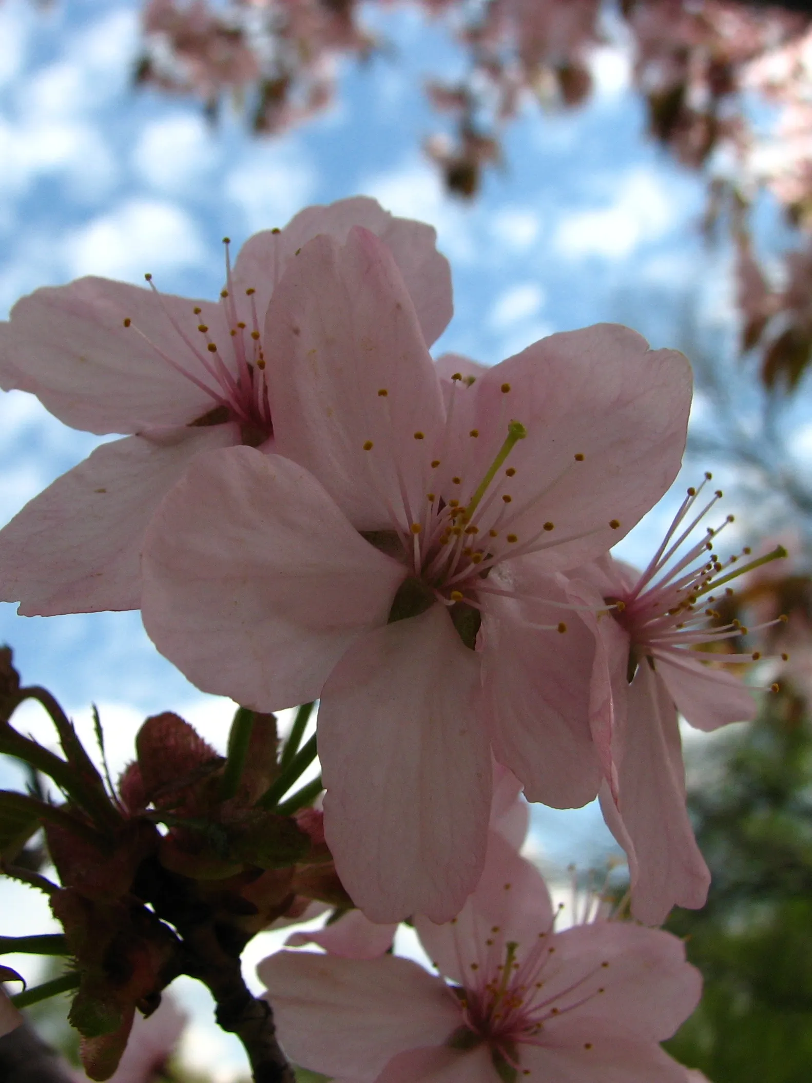 Sargent Cherry (Prunus Sargentii 'Columnaris') — thriving in zones 4-7 with full sun and well-drained soil; commonly referred to as the Sargent Cherry