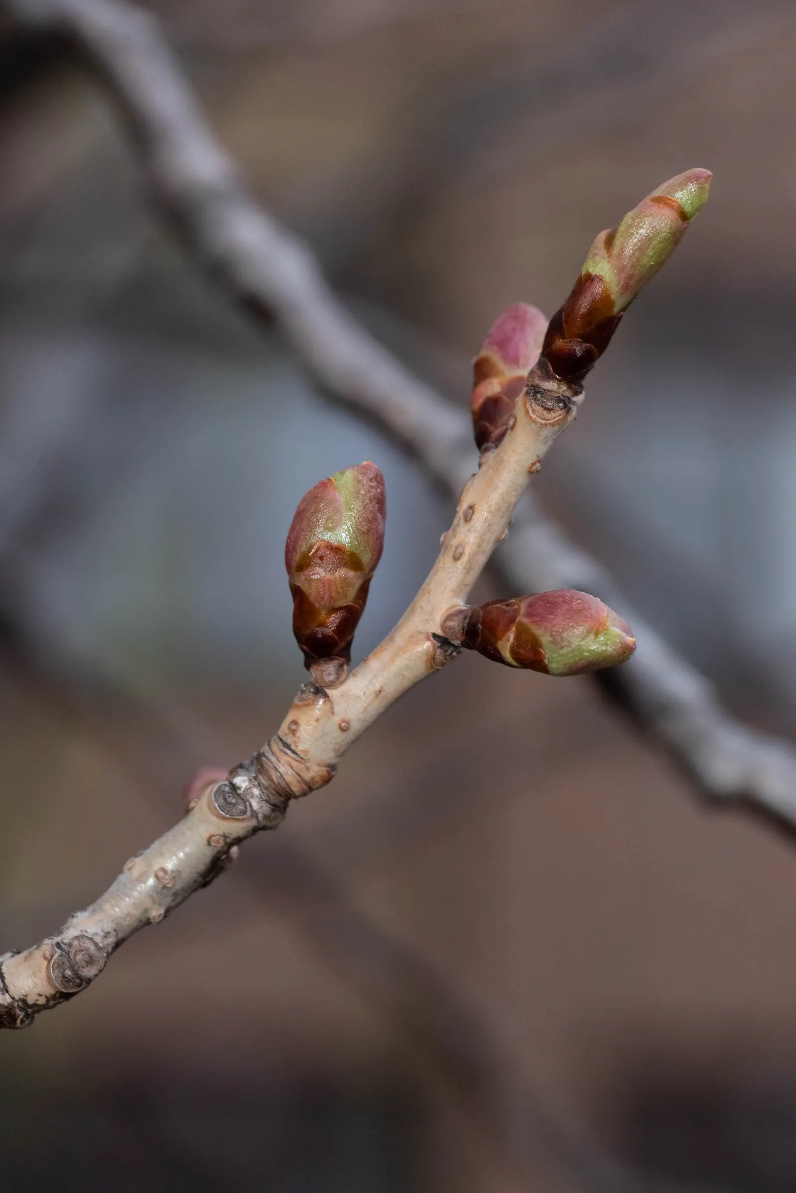 Sargent Cherry (Prunus Sargentii 'Columnaris') — commonly referred to as the Sargent Cherry; annual pruning to maintain shape and remove any dead or crossing