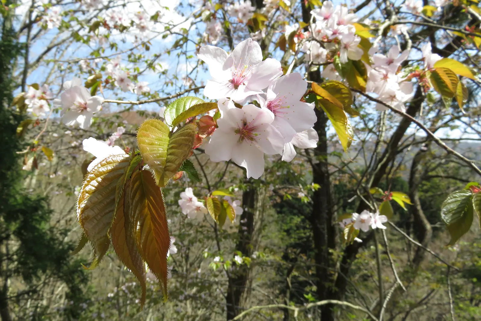 Sargent Cherry (Prunus Sargentii 'Columnaris') — enhancing the aesthetic of your client's garden year-round