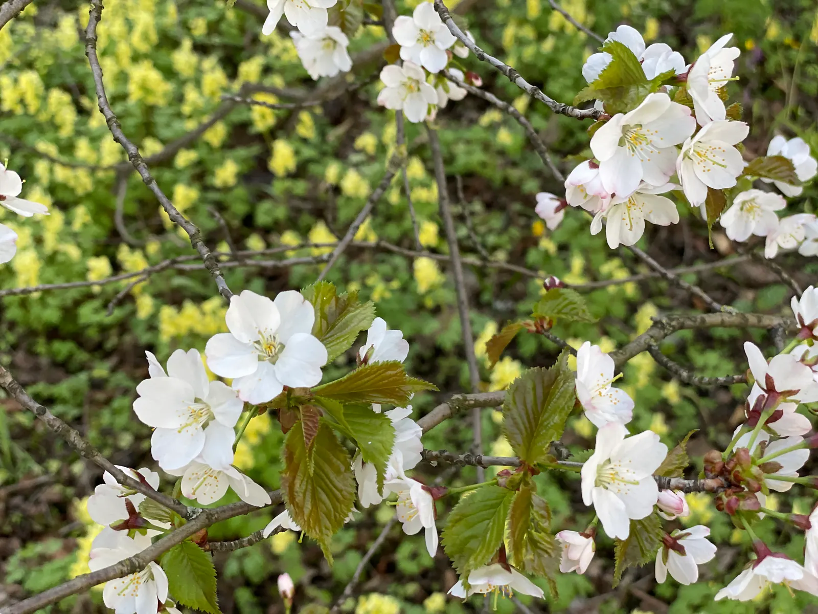Sargent Cherry (Prunus Sargentii 'Columnaris') — adding another layer of interest; <br><br>This ornamental cherry variety is highly prized for its rich