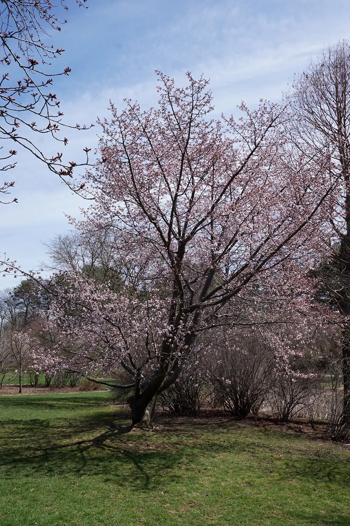Sargent Cherry (Prunus Sargentii 'Columnaris') — commonly referred to as the Sargent Cherry