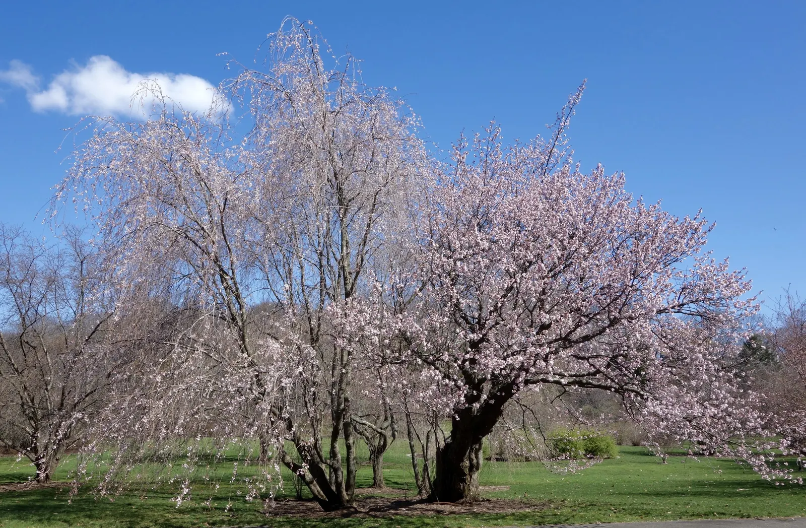 Sargent Cherry (Prunus Sargentii 'Columnaris') — maturing to an impressive height of 20 to 30 feet with a narrower spread of 15 to 20 feet; it bears glossy