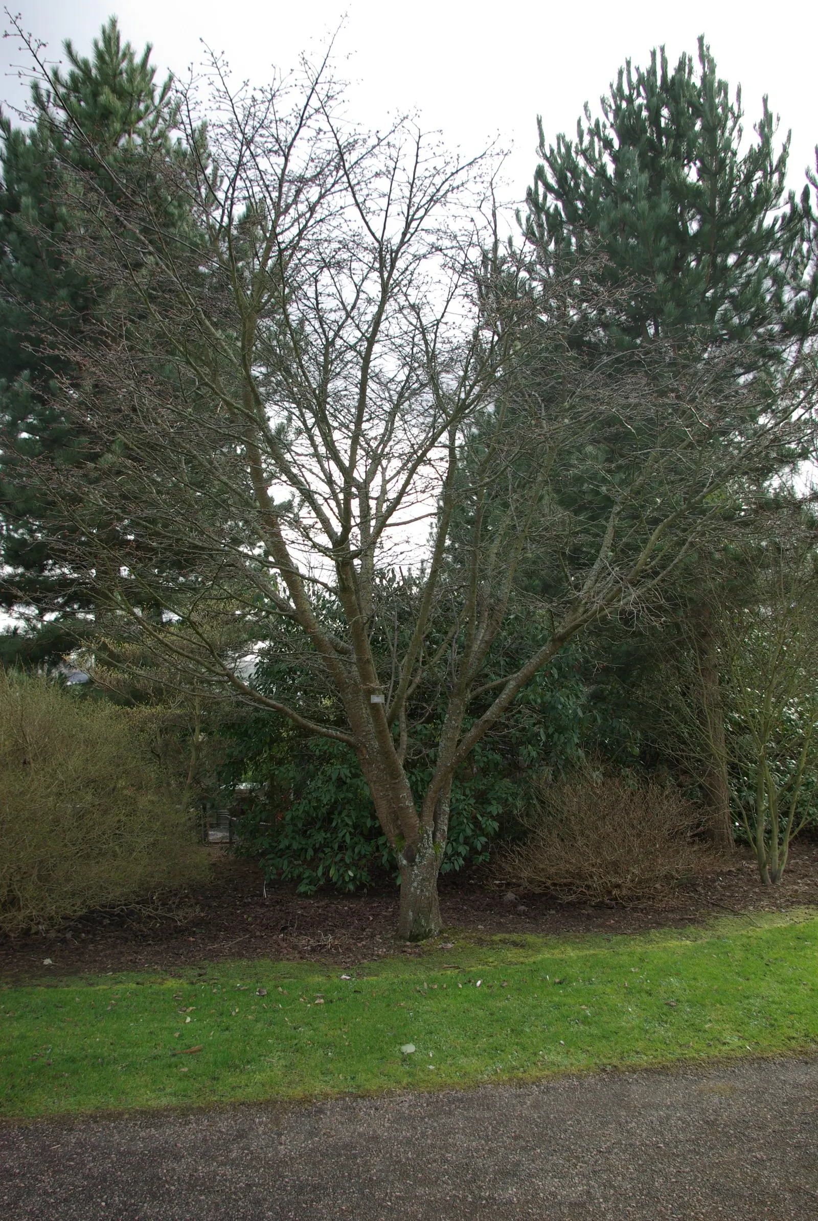 Sargent Cherry (Prunus Sargentii 'Columnaris') — each spanning approximately an inch across; provides year-round interest and is relatively low maintenance