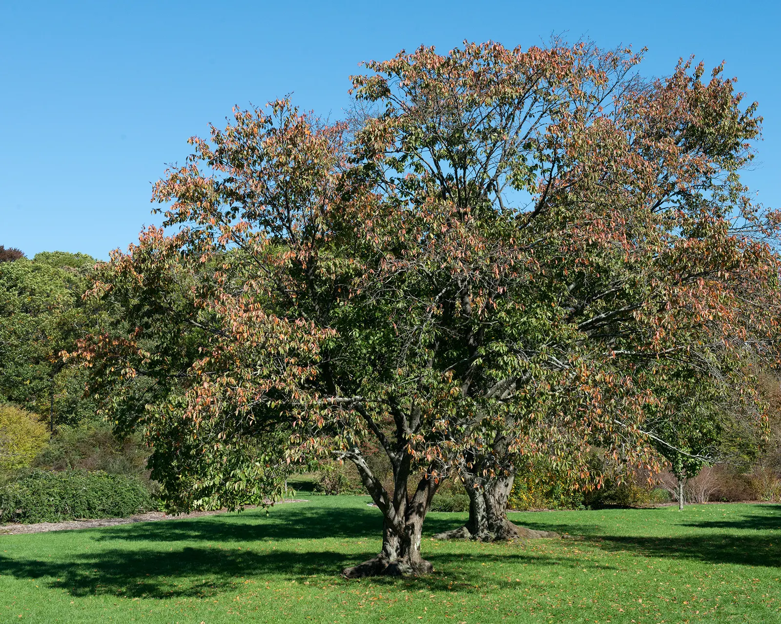 Sargent Cherry (Prunus Sargentii 'Columnaris') — maturing to a lustrous dark green in the summer months, image 38