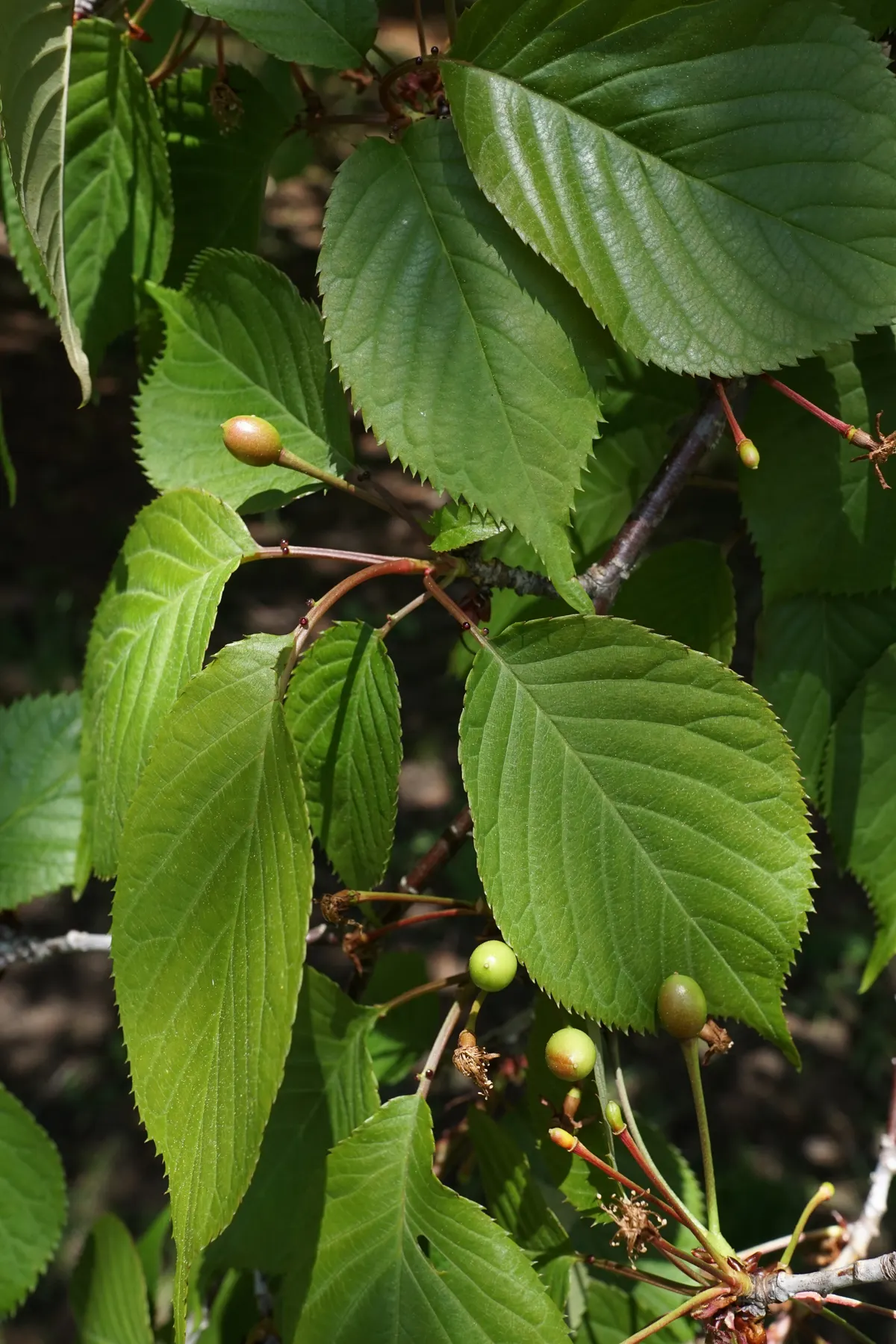 Sargent Cherry (Prunus Sargentii 'Columnaris') — upright deciduous tree standing 40 ft tall with a spread of 15 ft; this hardy species is ideal for creating