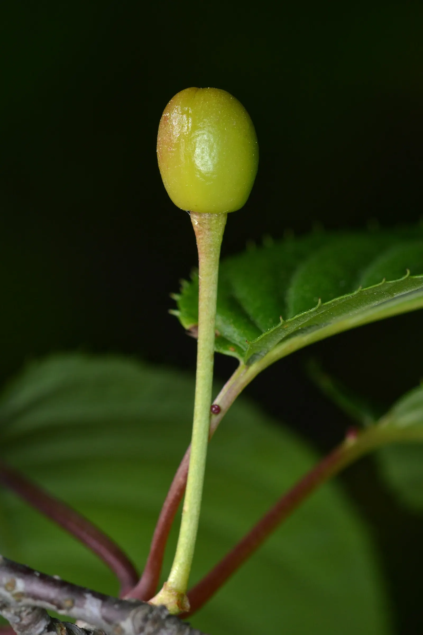 Sargent Cherry (Prunus Sargentii 'Columnaris') — although this species is known for its moderate drought tolerance once established; each spanning