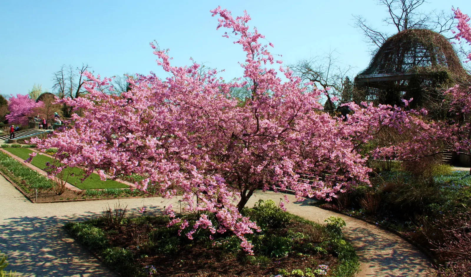 Sargent Cherry (Prunus Sargentii 'Columnaris') — pink blossoms that envelop the branches in early to mid-spring before the emergence of foliage