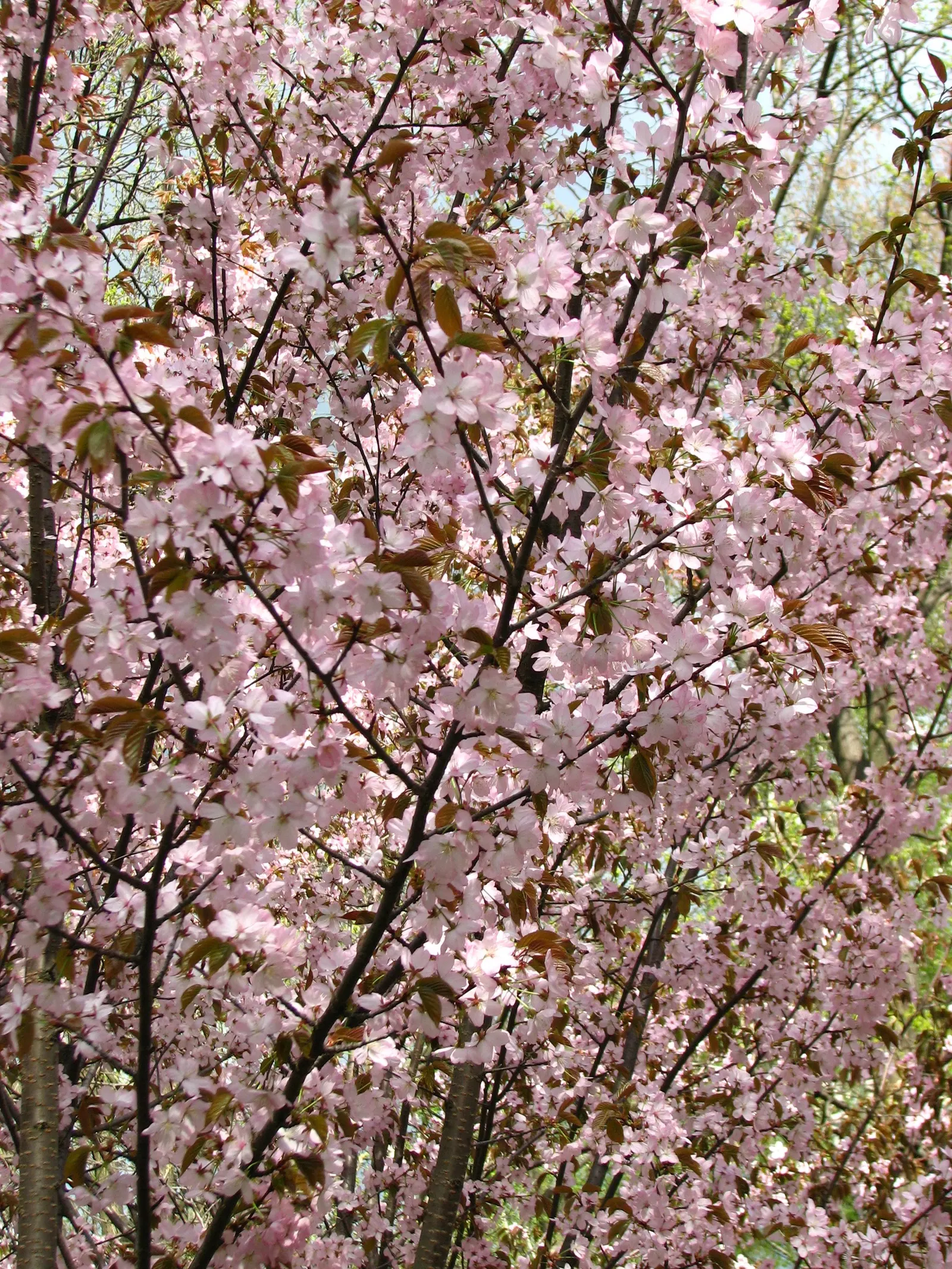 Sargent Cherry (Prunus Sargentii 'Columnaris') — as the leaves turn vibrant shades of red and orange in the fall; known for its vibrant pink blossoms in spring