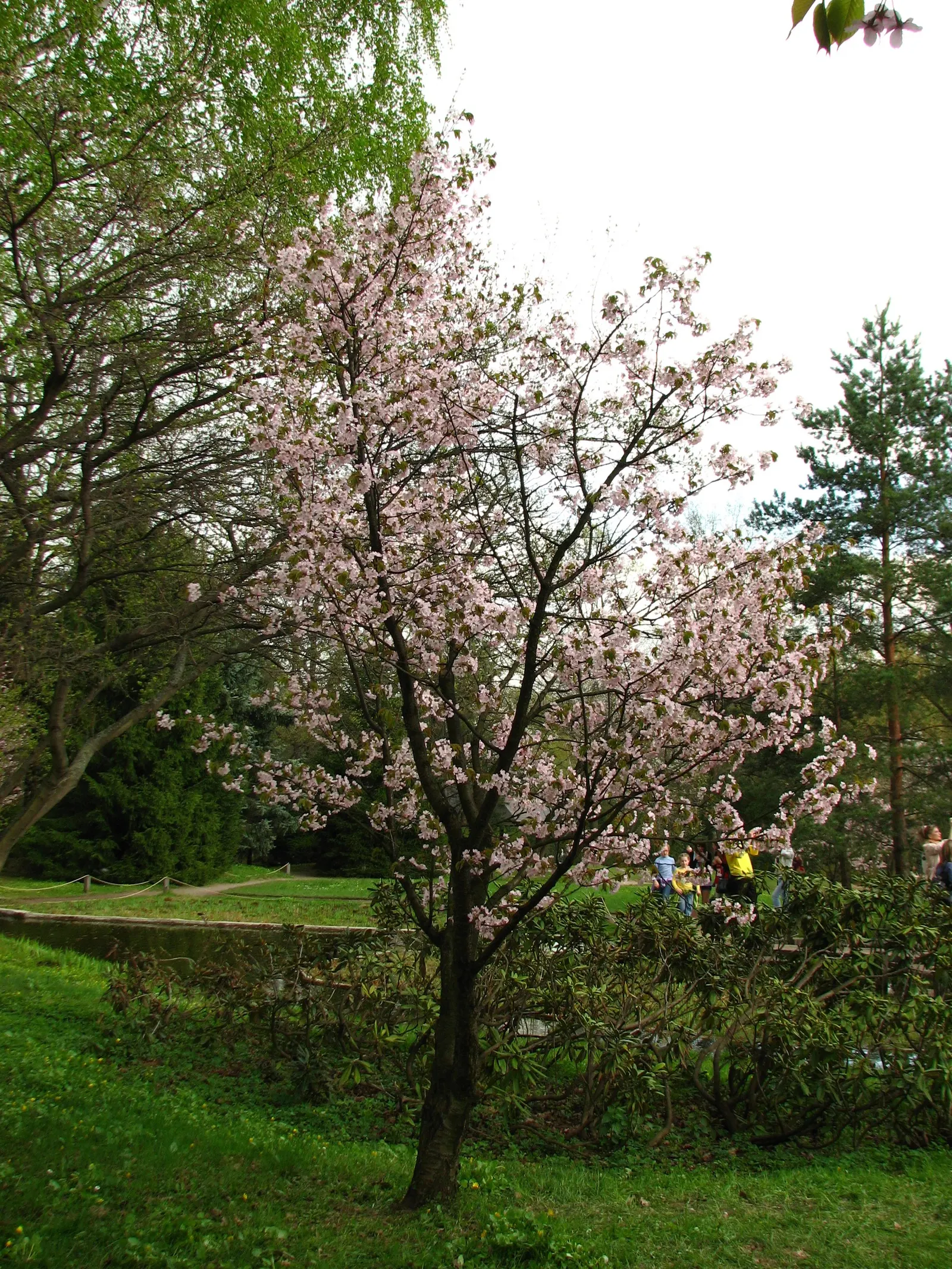Sargent Cherry (Prunus Sargentii 'Columnaris') — as the leaves turn vibrant shades of red and orange in the fall