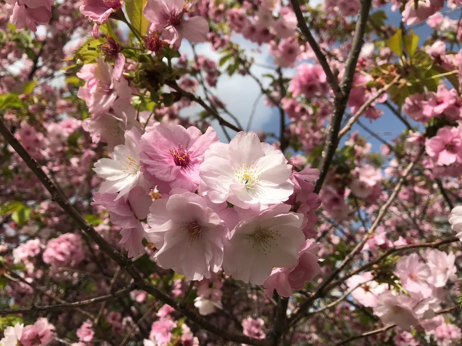 Sargent Cherry (Prunus Sargentii 'Columnaris') — it bears glossy green foliage that transitions to fiery reds in fall; the Sargent Cherry thrives in full sun