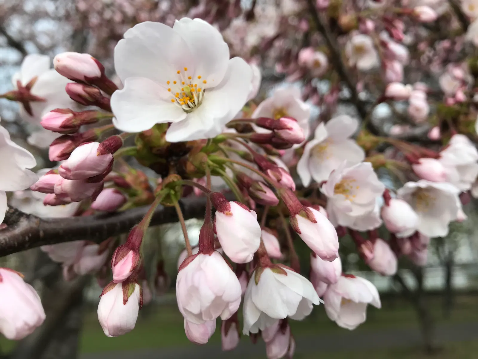 Sargent Cherry (Prunus Sargentii 'Columnaris') — Annual pruning to maintain shape and remove any dead or crossing branches will help preserve its columnar
