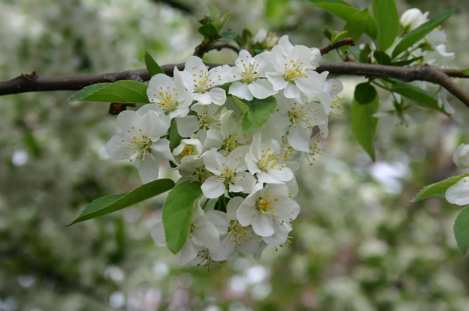 Sargent Cherry (Prunus Sargentii 'Columnaris') — tree for full; enhancing the aesthetic of your client's garden year-round