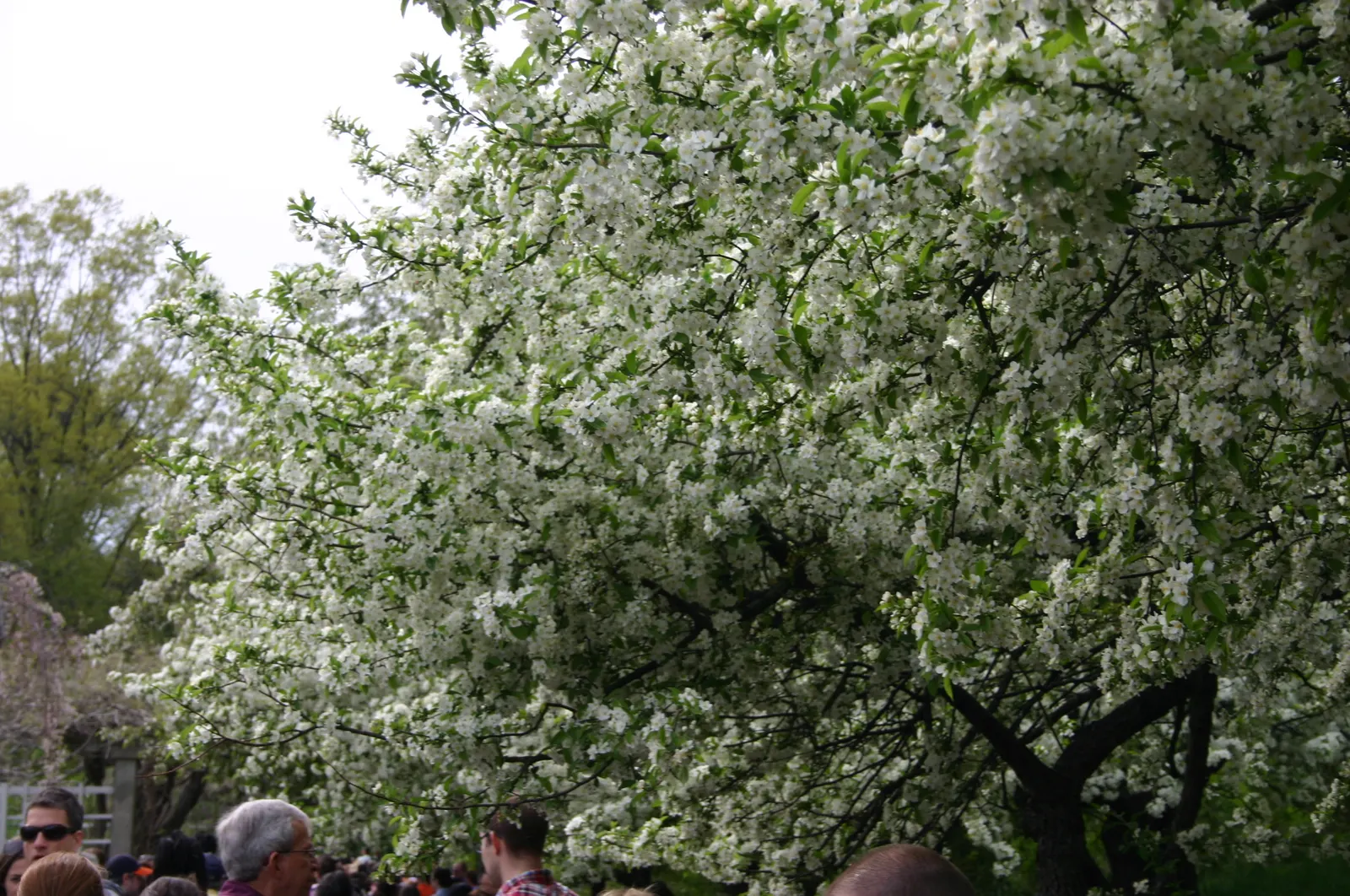 Sargent Cherry (Prunus Sargentii 'Columnaris') — This hardy species is ideal for creating vertical accents in landscapes