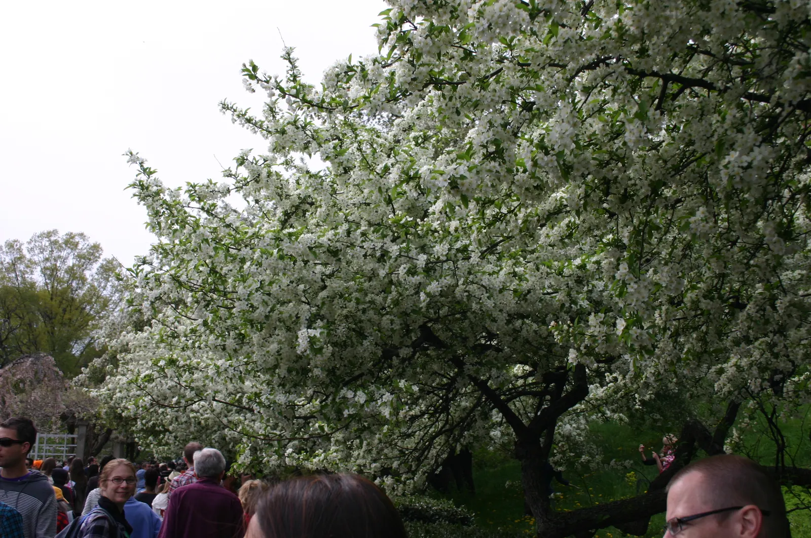 Sargent Cherry (Prunus Sargentii 'Columnaris') — thriving in zones 4-7 with full sun and well-drained soil; commonly referred to as the Sargent, image 55