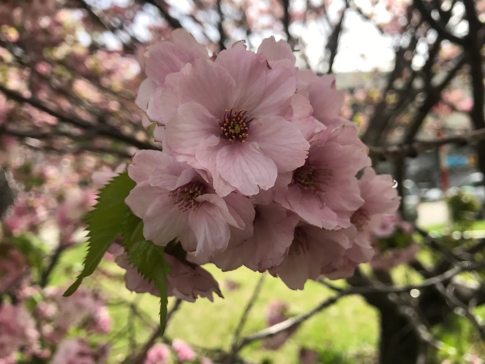 Sargent Cherry (Prunus Sargentii 'Columnaris') — The single to semi-double flowers; tree with pink blooms
