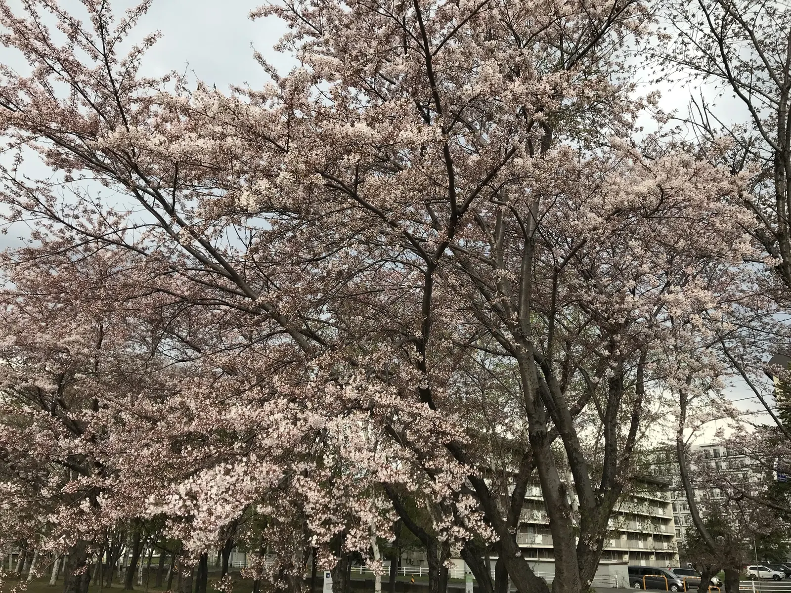 Sargent Cherry (Prunus Sargentii 'Columnaris') — <br><br>This ornamental cherry variety is highly prized for its rich; pink blossoms that envelop the branches