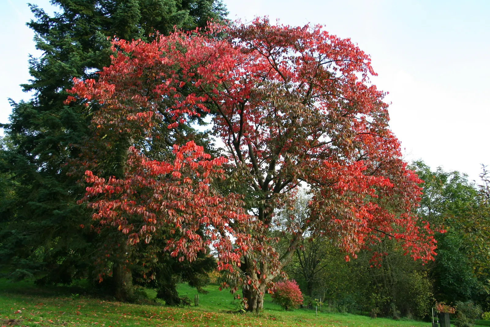 Sargent Cherry (Prunus Sargentii 'Columnaris') — Expect a seasonal spectacle