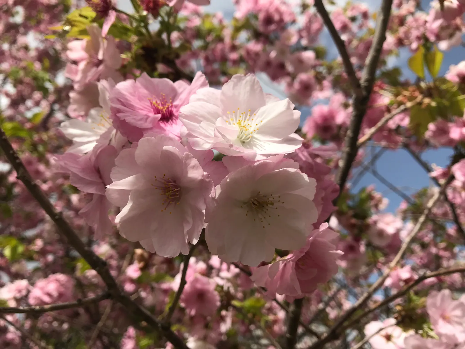 Sargent Cherry (Prunus Sargentii 'Columnaris') — Known for its vibrant pink blossoms in spring; the single to semi-double flowers