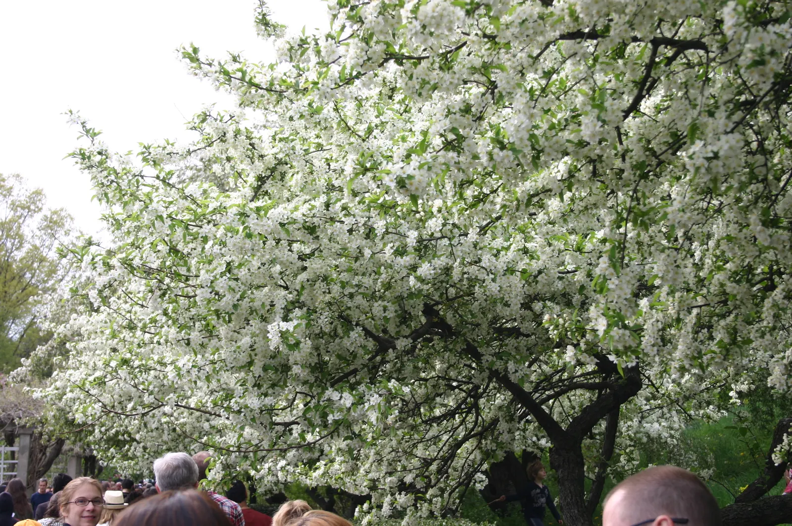 Sargent Cherry (Prunus Sargentii 'Columnaris') — maturing to an impressive height of 20 to 30 feet with a narrower spread of 15 to 20 feet