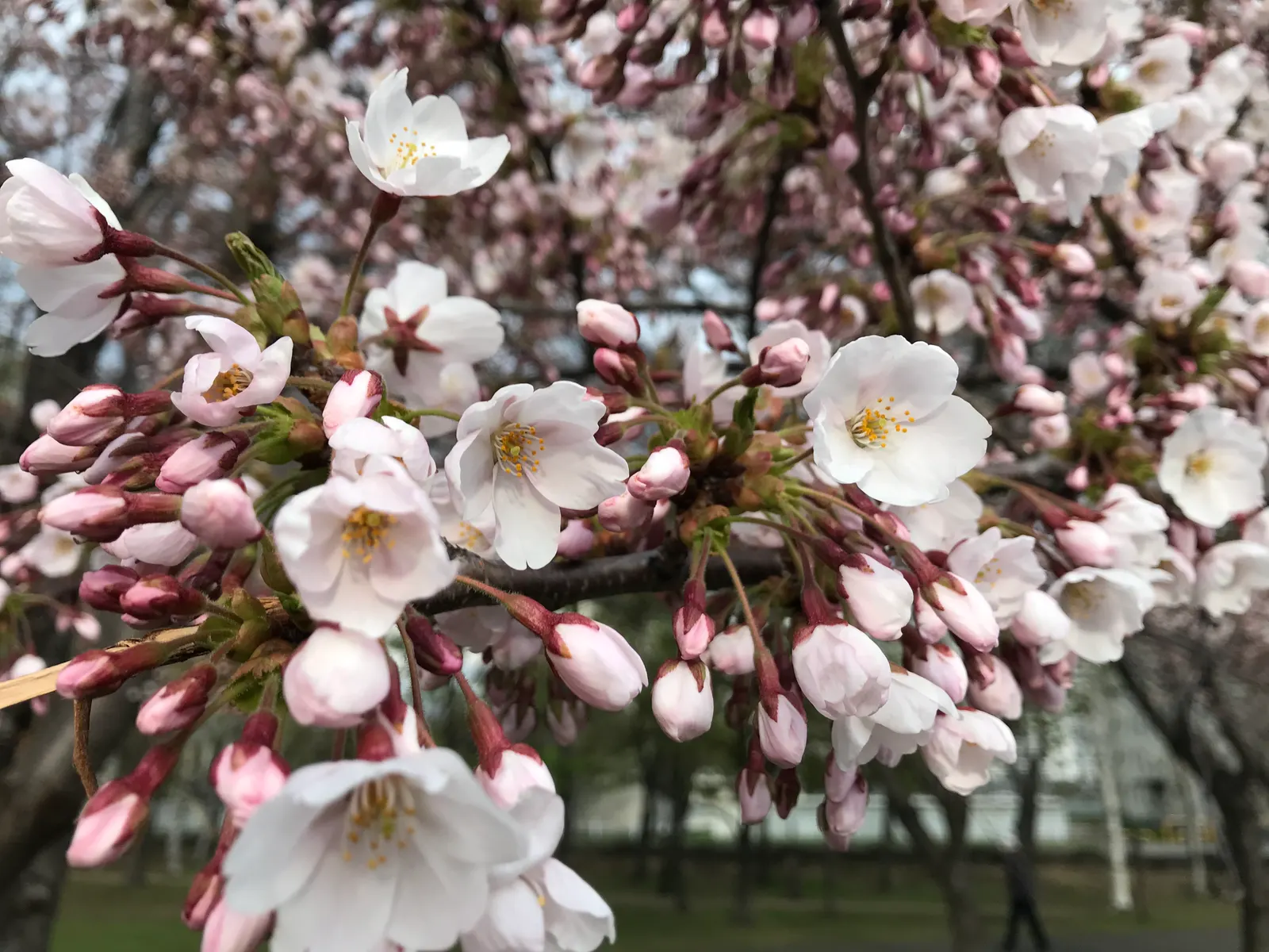 Sargent Cherry (Prunus Sargentii 'Columnaris') — it bears glossy green foliage that transitions to fiery reds in fall