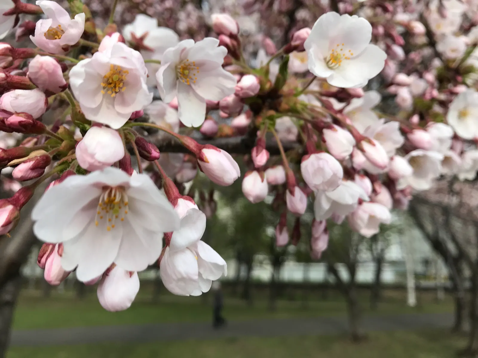 Sargent Cherry (Prunus Sargentii 'Columnaris') — the Sargent Cherry thrives in full sun and adapts to a variety of well-drained soils; pink flowers in the