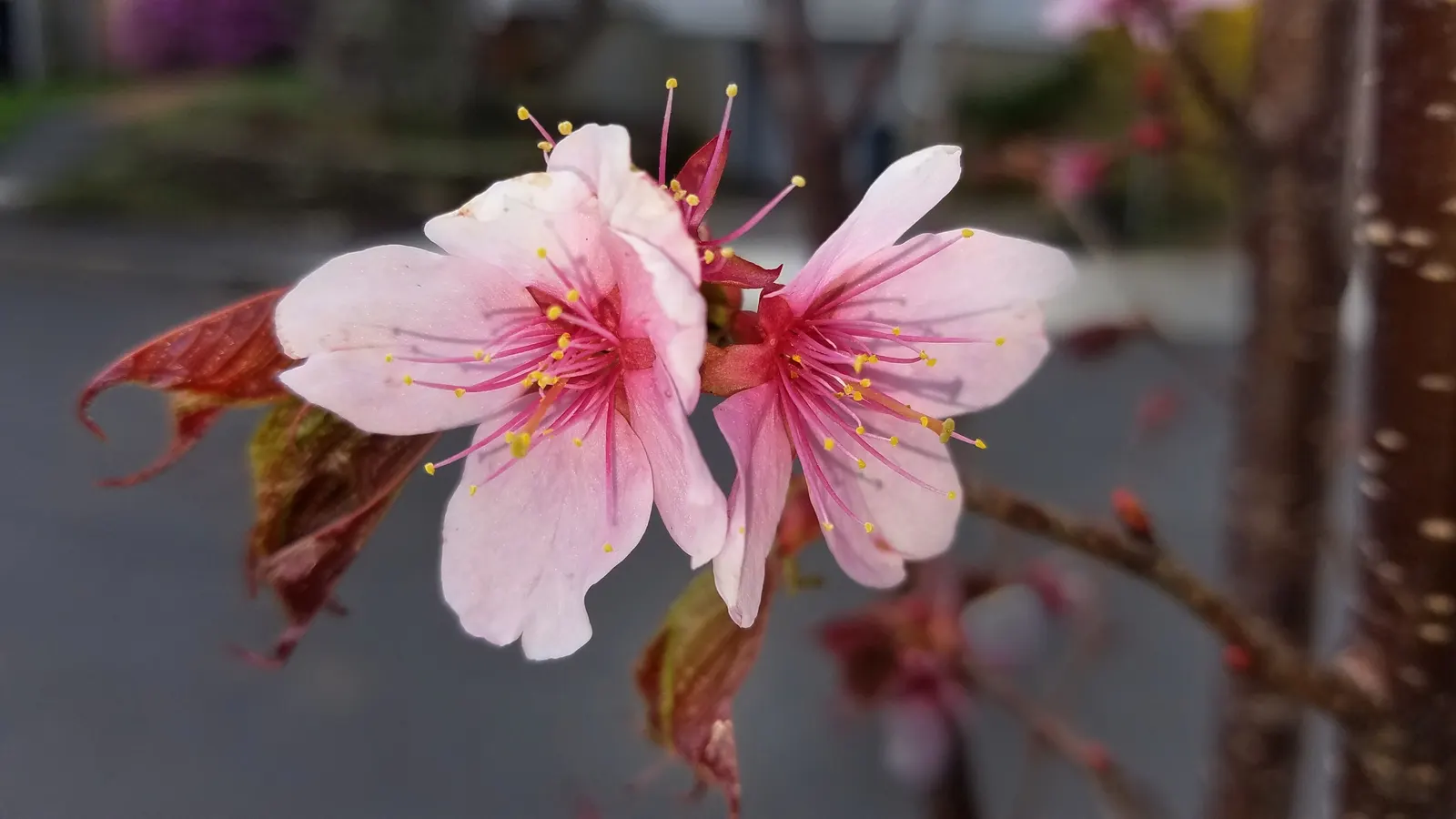 Sargent Cherry (Prunus Sargentii 'Columnaris') — upright deciduous tree standing 40 ft tall with a spread of 15 ft; this hardy species is ideal for, image 51