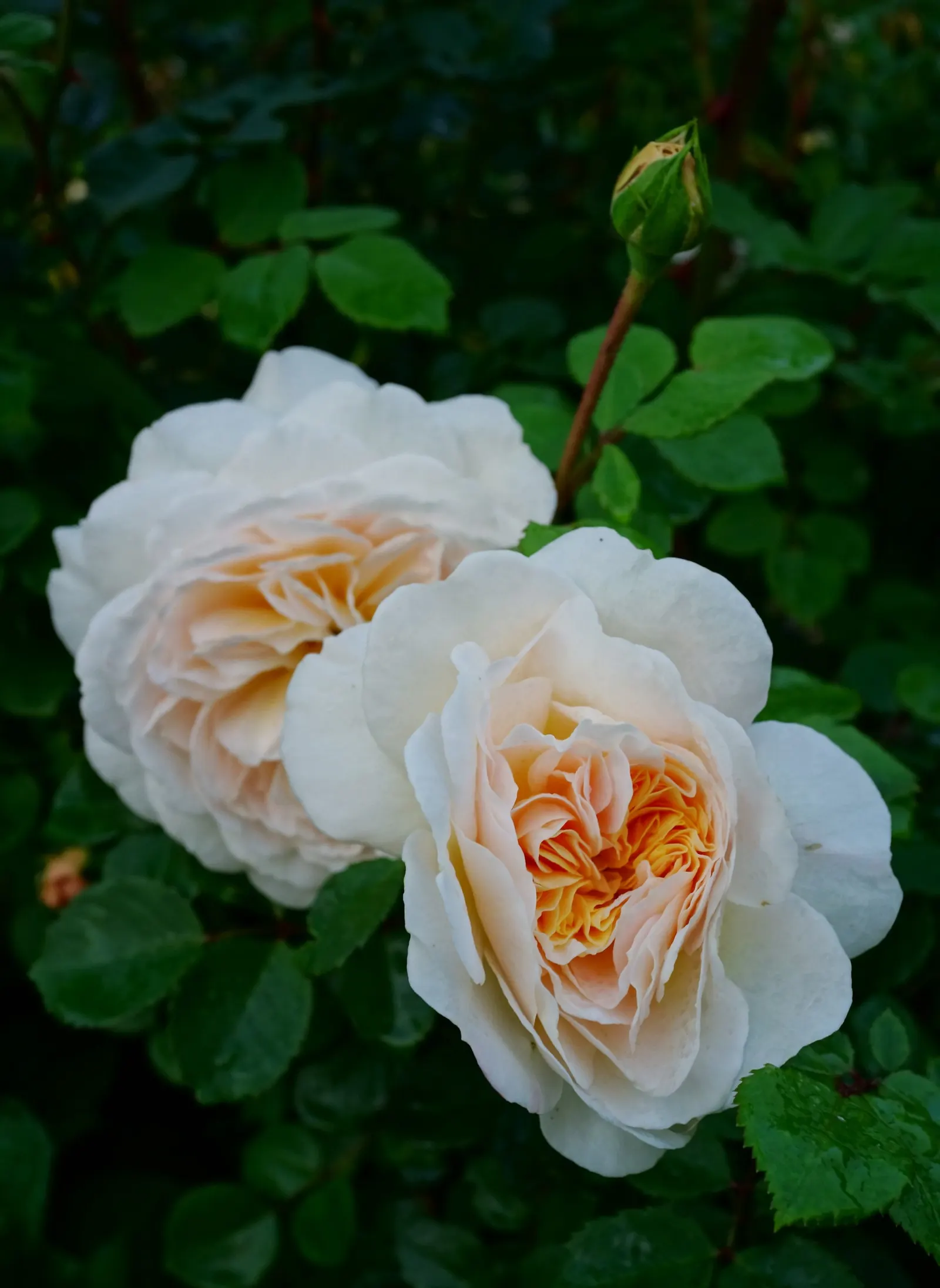 Crocus Rose (Rosa David Austin 'Crocus Rose') — Reaching heights of 3-4 ft with a 2.5-3 ft spread, this resilient English Rose flourishes in USDA, image 23