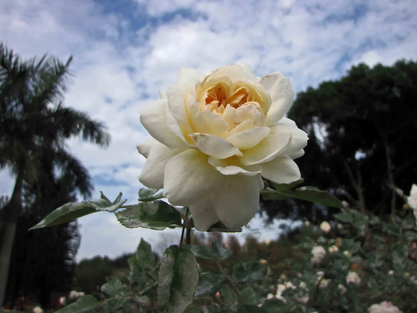 Crocus Rose (Rosa David Austin 'Crocus Rose') — Blooming from late spring to fall, image 25