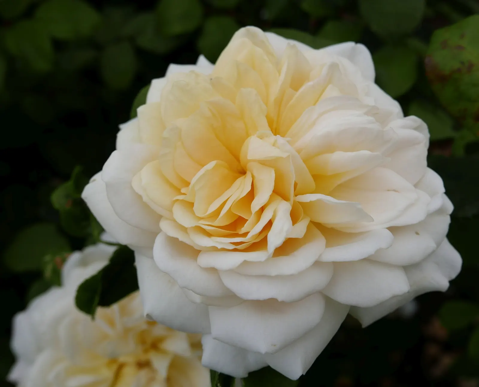 Crocus Rose (Rosa David Austin 'Crocus Rose') — Mulching helps retain moisture and control weeds; blooming from late spring to fall