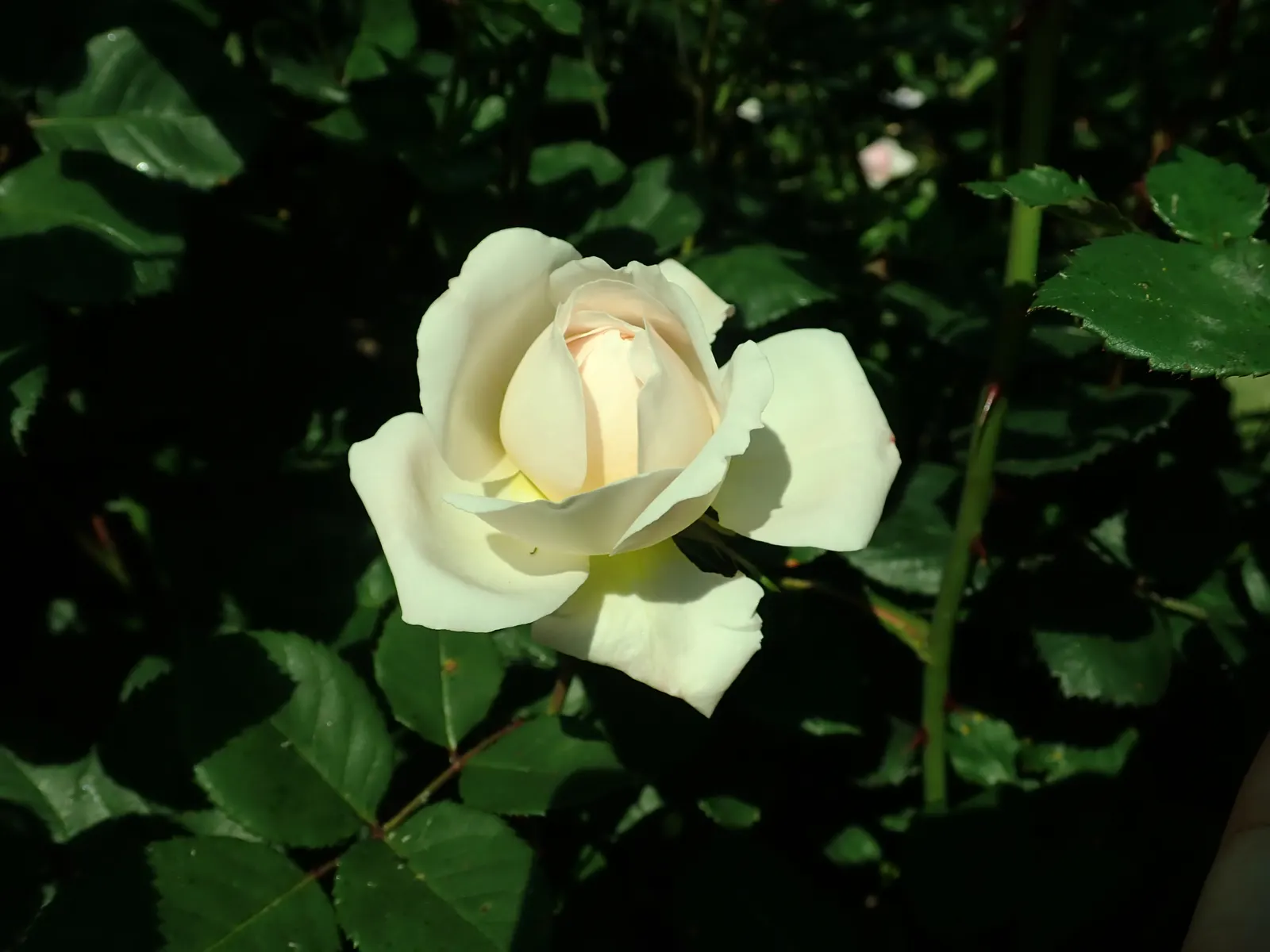 Crocus Rose (Rosa David Austin 'Crocus Rose') — Mulching helps retain moisture and control weeds