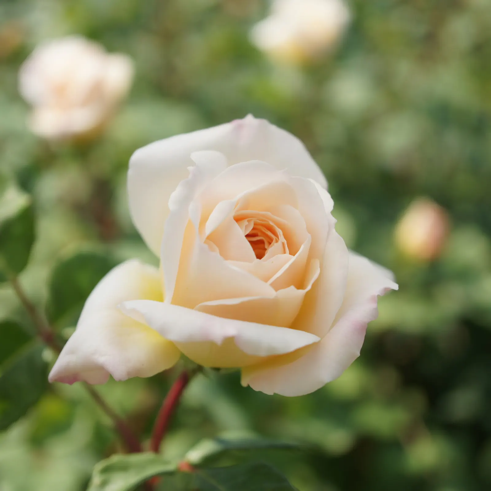 Crocus Rose (Rosa David Austin 'Crocus Rose') — the 'Crocus Rose' thrives in full sun