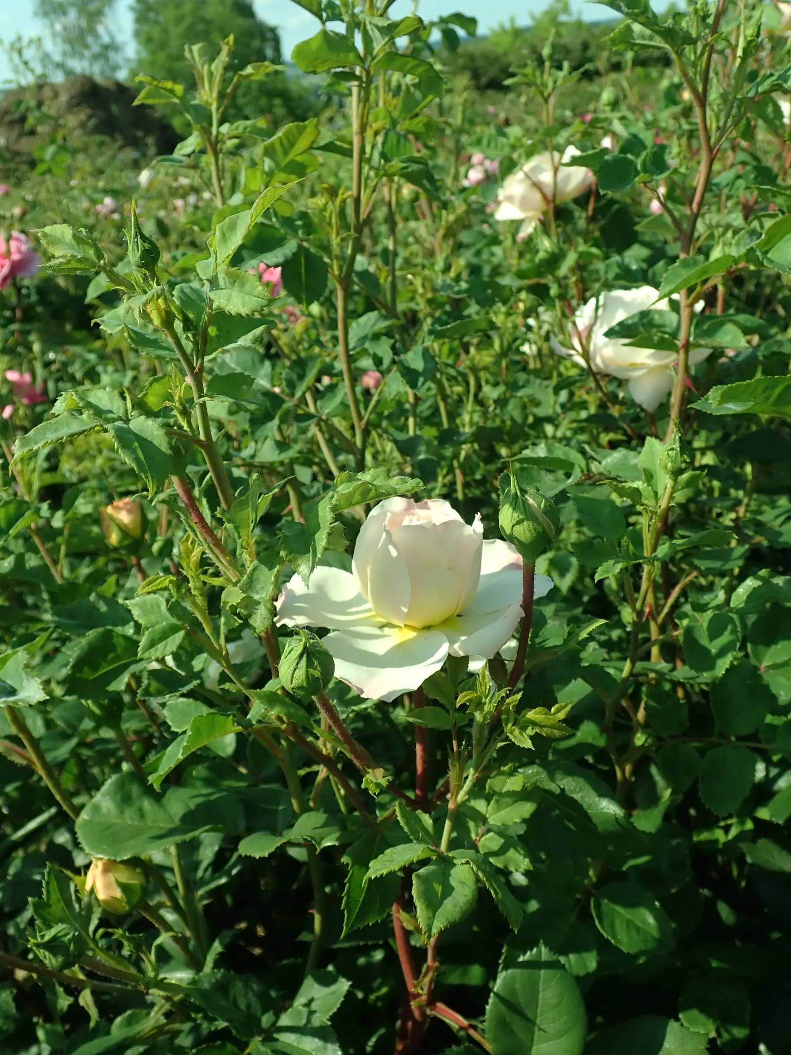 Crocus Rose (Rosa David Austin 'Crocus Rose') — low-maintenance addition to any garden