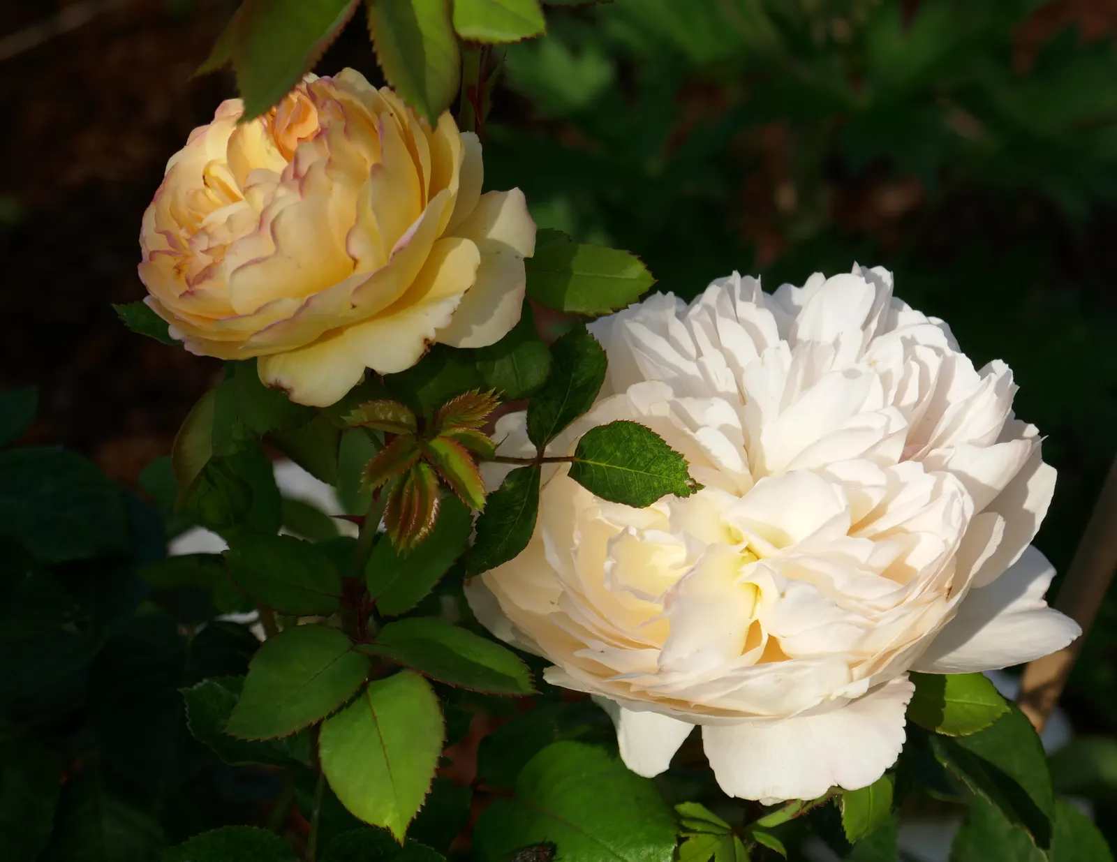 Crocus Rose (Rosa David Austin 'Crocus Rose') — especially during drier periods