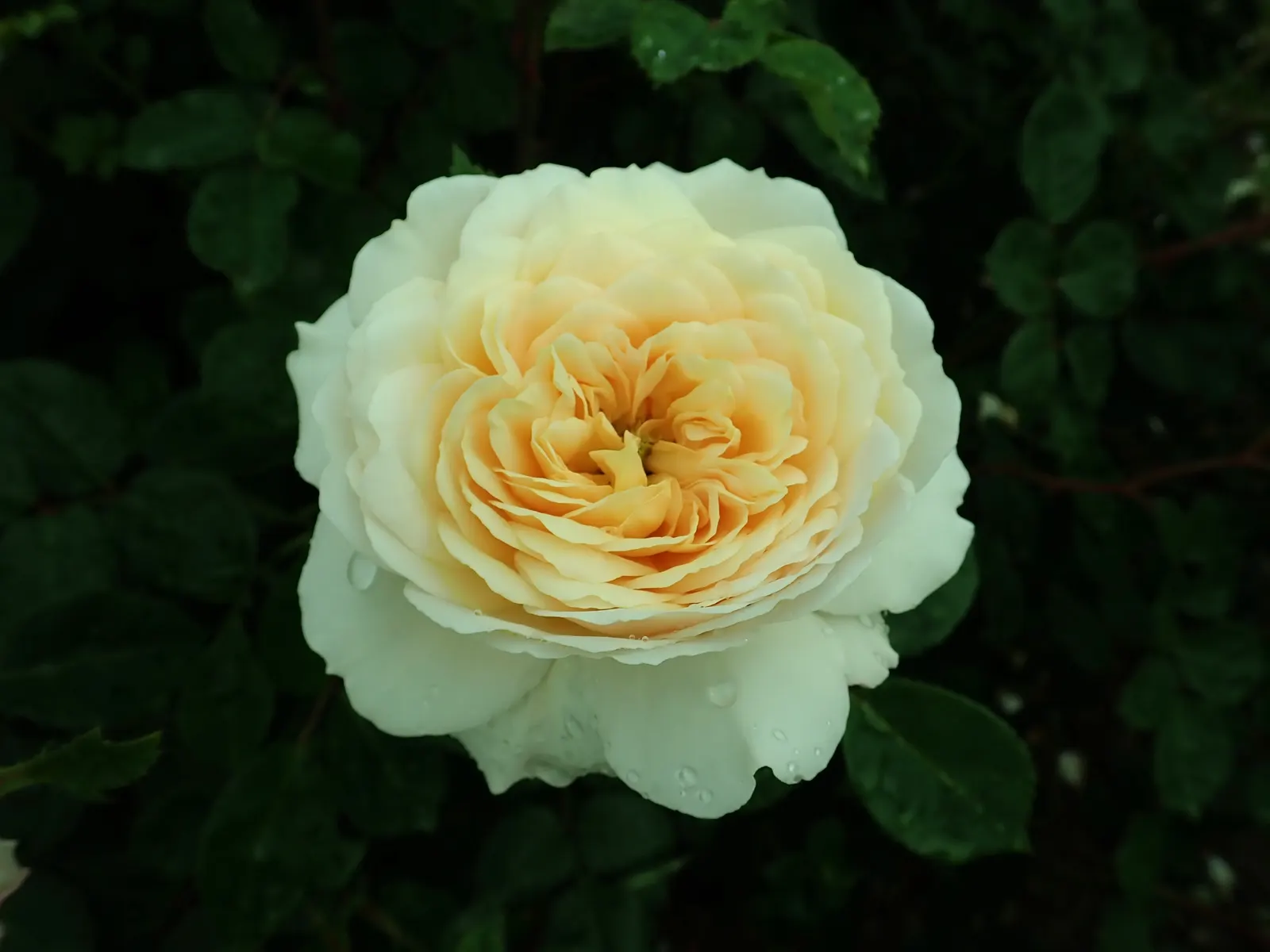 Crocus Rose (Rosa David Austin 'Crocus Rose') — shrub for full
