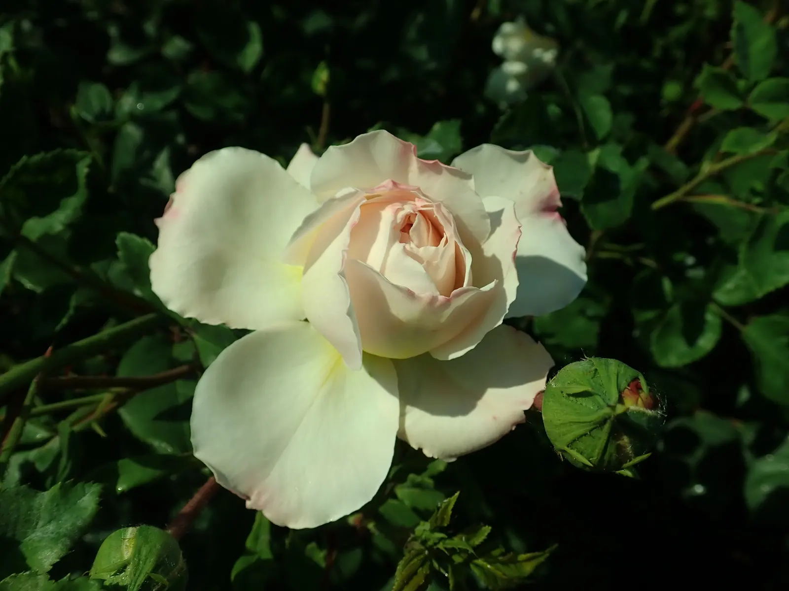 Crocus Rose (Rosa David Austin 'Crocus Rose') — a charming cultivar developed by the esteemed breeder David Austin