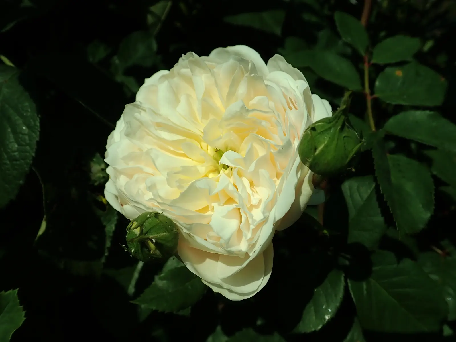 Crocus Rose (Rosa David Austin 'Crocus Rose') — Add this rose to a design to create a refined yet inviting atmosphere for any client's garden oasis