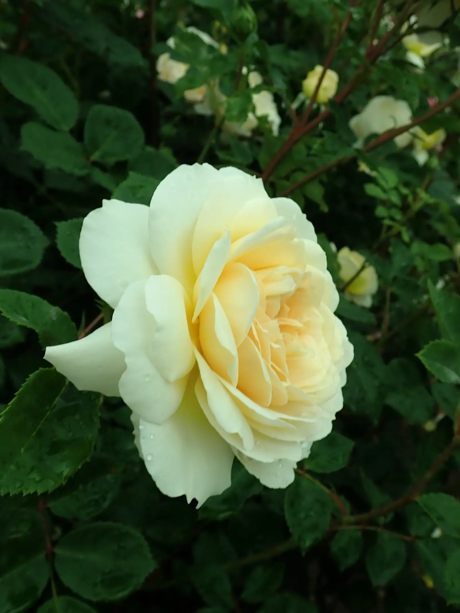 Crocus Rose (Rosa David Austin 'Crocus Rose') — The Rosa David Austin 'Crocus Rose' showcases creamy-yellow blooms exuding a light tea fragrance; blooming from