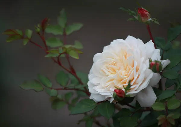 Crocus Rose (Rosa David Austin 'Crocus Rose') — will help ensure continuous blooming from early summer until the first frost